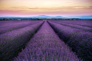 Covoiturage plateau de Valensole : la lavande en partage